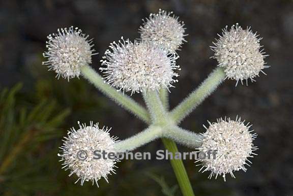 Angelica capitellata 3 graphic